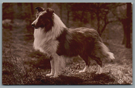Collie Dog (Lassies type) Postcard