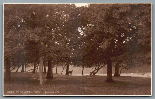 Arundel Deer Park Sussex