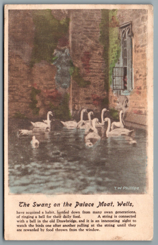 This is a Wells Swans on the Palace Moat Somerset Vintage Topographical Postcard