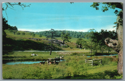 This is a Vintage Topographical Postcard showing Bradgate Park Newtown Linford Leicestershire